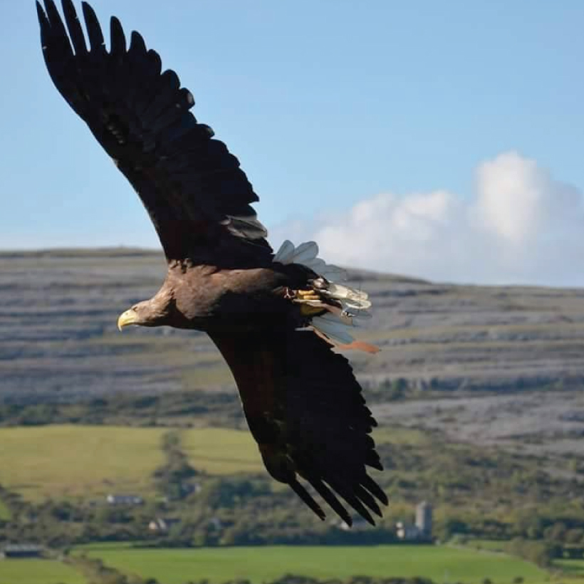 Burren Birds of Prey Centre Galway