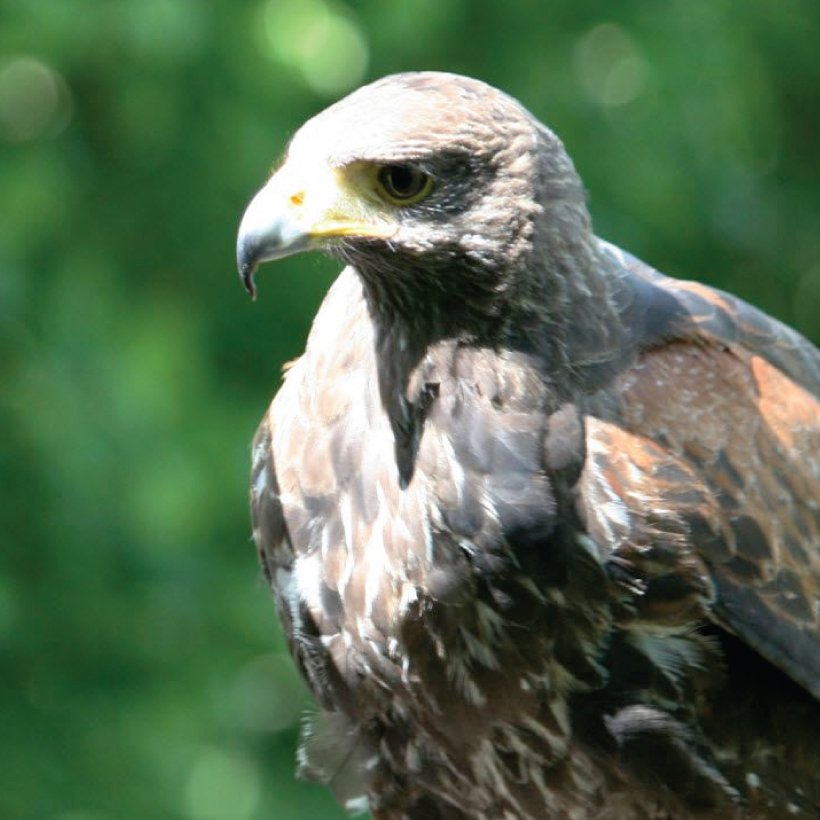 The Burren Birds of Prey Centre • Go to Ireland.com