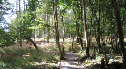 Portymna Forest Marathon