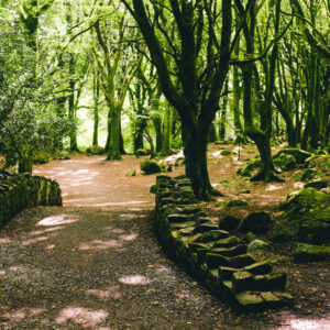 Wonderful Woodland Walks in Galway