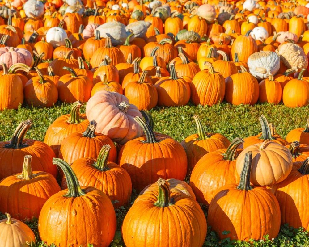 pumpkin (1) This is Galway