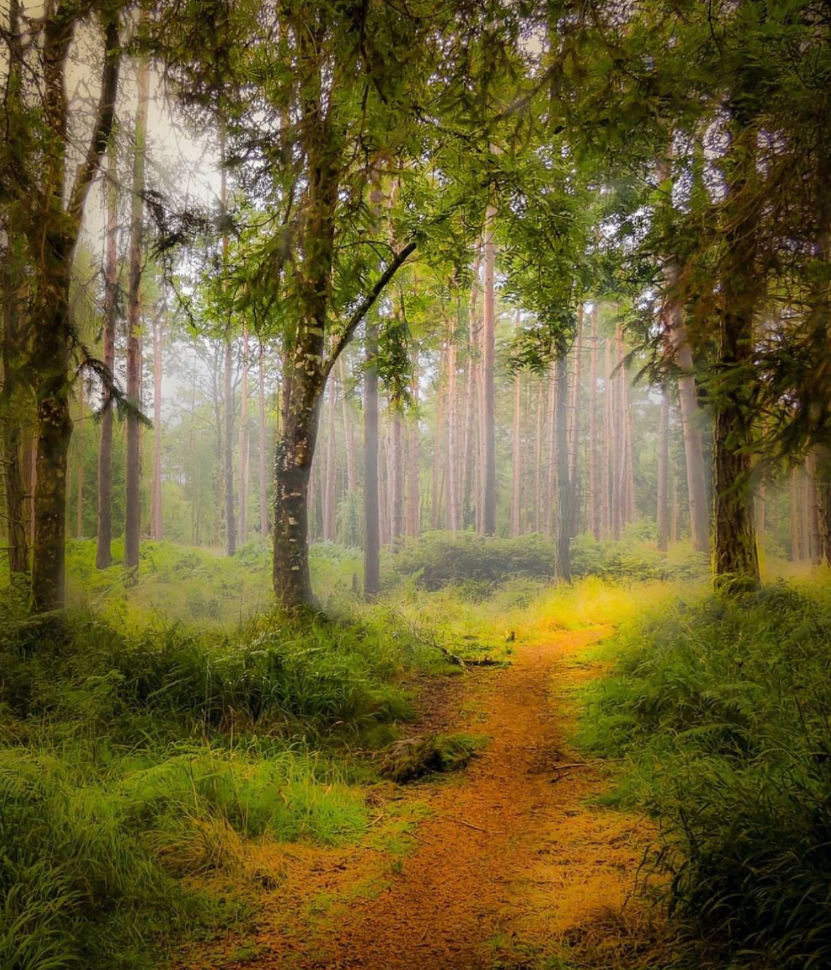 Winter Walks in Galway