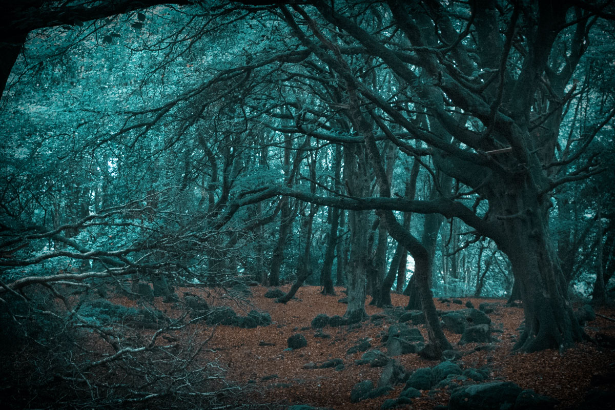 Winter Walks in Galway