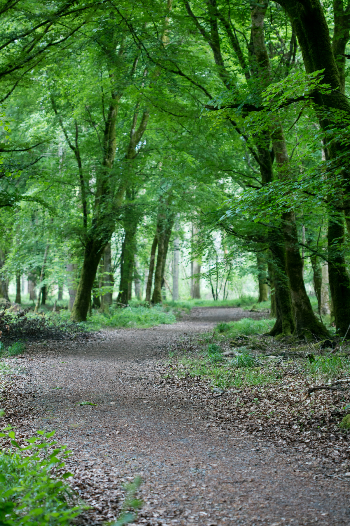 Armchair Adventures Portumna