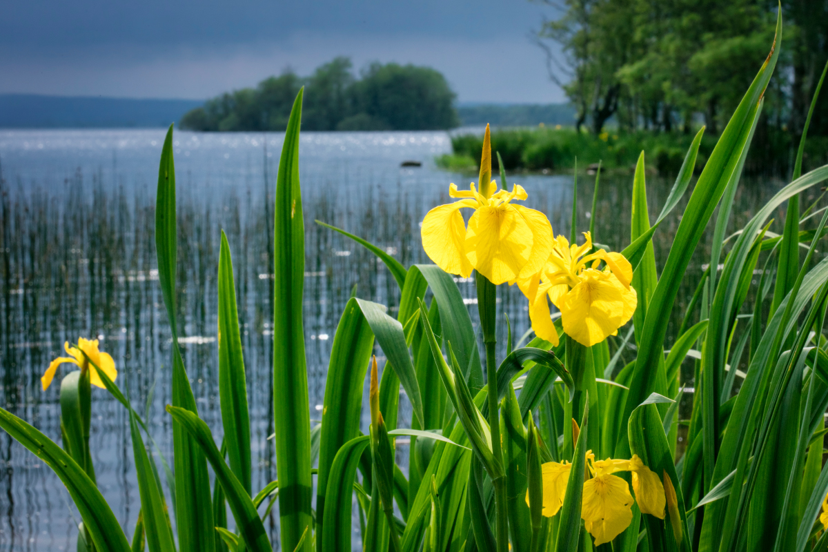 Armchair Adventures Portumna