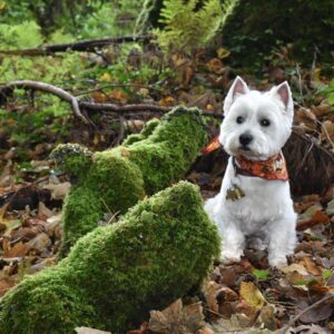 Dog Friendly Destinations in Galway