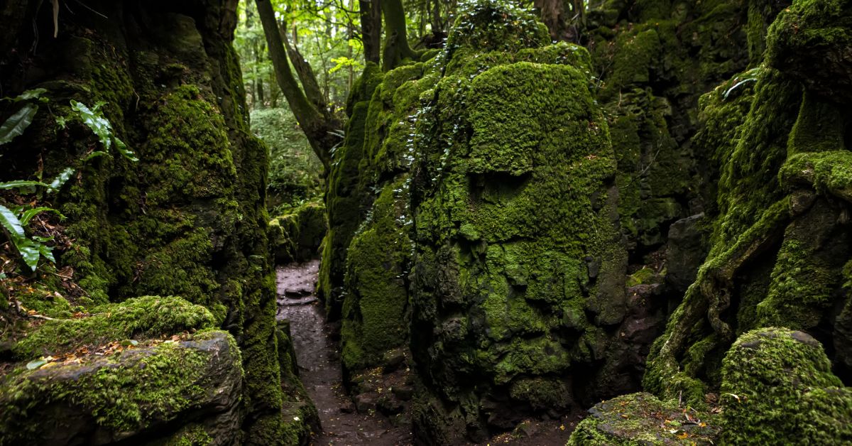 Merlin Woods Galway