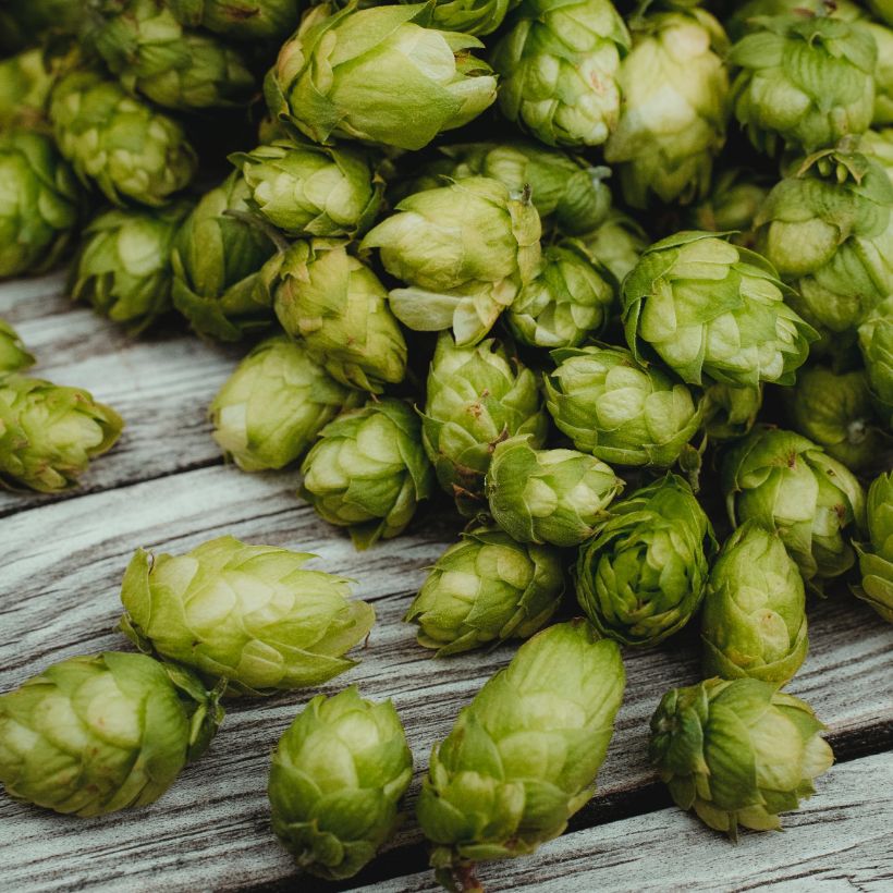 Hops Brewing