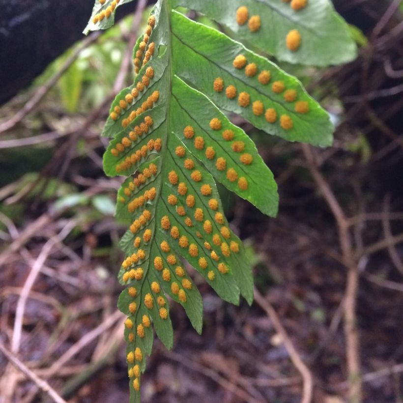 Kylemore Abbey Biodiversity