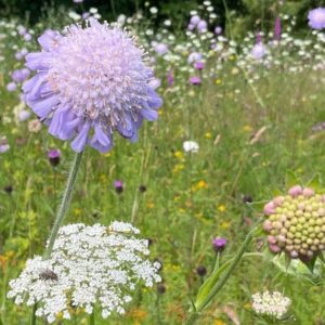 Autumn Nature Day at Brigit's Garden