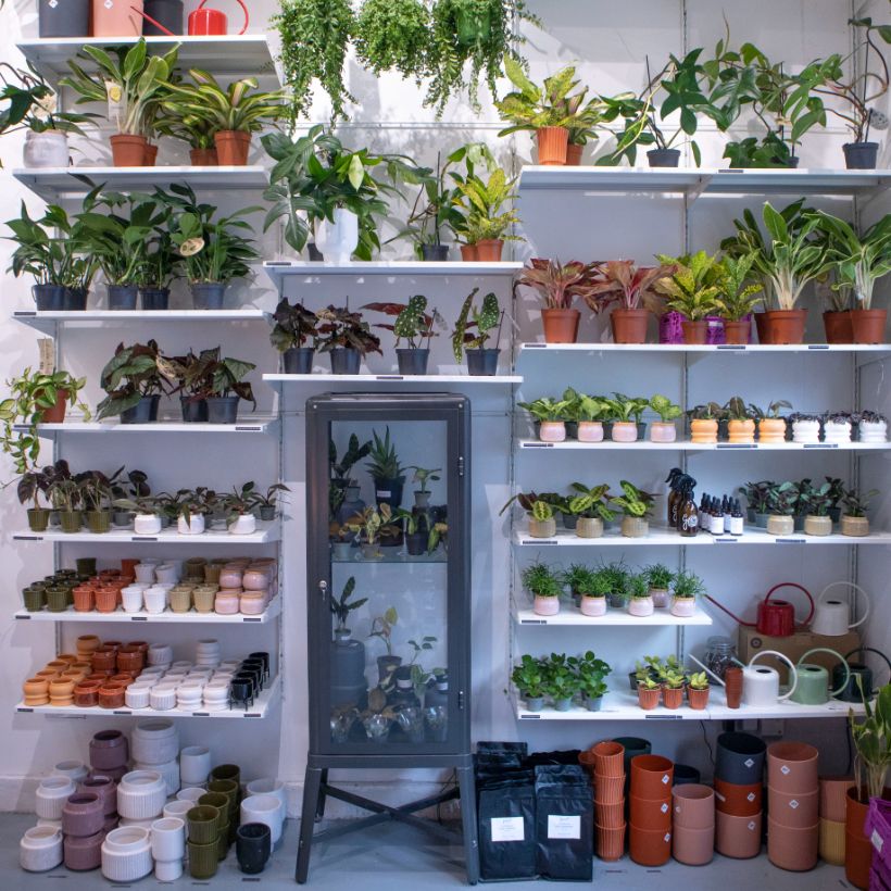 Outset-Design-Shop-Plants.jpg