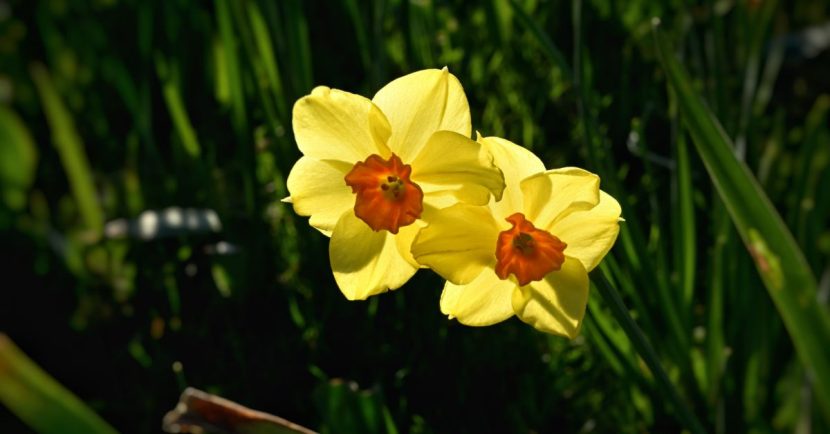 daffodil by chaosheng zhang - This is Galway