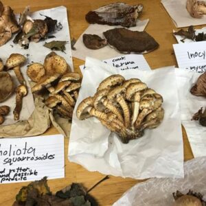 Mushroom Foraging with Edward Blain at Slieve Aughty Centre