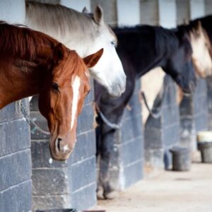 Natural Hoof Care for Horse Owners at Slieve Aughty Centre
