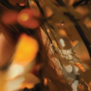 The Cunning Little Vixen at The Town Hall Theatre