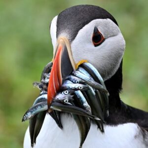 Free Events in Galway