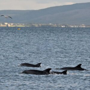 Free Events in Galway