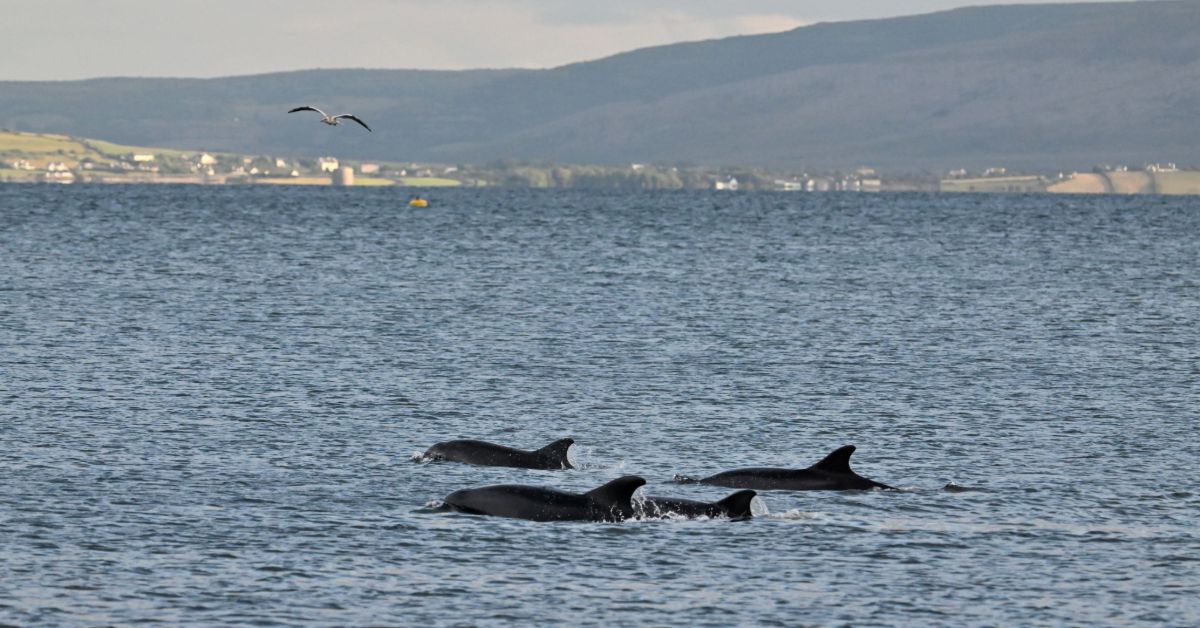 chaosheng-zhang-photo-dolphins-1.jpg