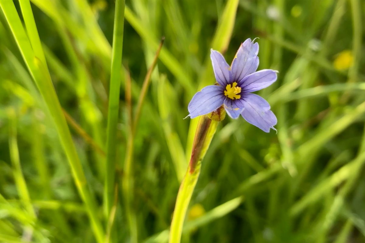 Blue eyed grass growing at Lough Graney from the film Loch Greine A Bright Vision
