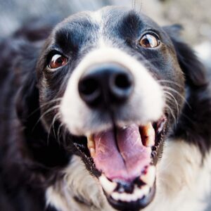 Behavioural Workshop with Murphy & Me: 4Fs Sake - Understanding & Helping the Fearful Dog