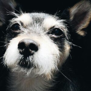 Pub Quiz at Ol'55 for Autism Assistance Dogs Ireland