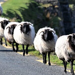 Free Events in Galway