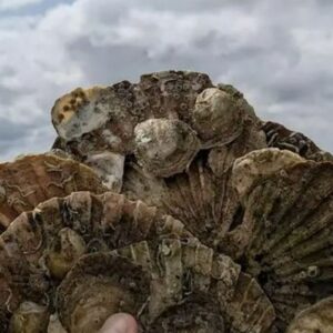 Corrib Beo Talk: Reconnecting Land and Sea at Galway City Museum