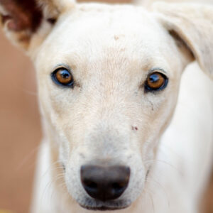 MADRA Fundraiser: Doing It For The Dogs